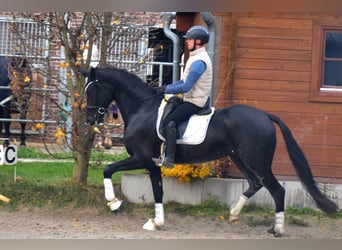 KWPN, Yegua, 4 años, 166 cm, Negro