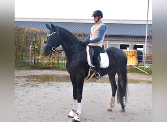 KWPN, Yegua, 4 años, 166 cm, Negro