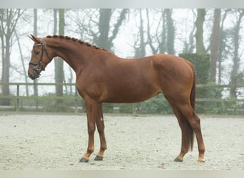 KWPN, Yegua, 4 años, 167 cm, Alazán