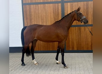 KWPN, Yegua, 4 años, 167 cm, Castaño