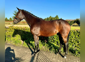 KWPN, Yegua, 4 años, 167 cm, Castaño oscuro