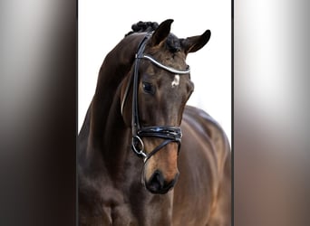 KWPN, Yegua, 4 años, 168 cm, Castaño oscuro
