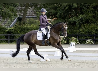 KWPN, Yegua, 4 años, 168 cm, Castaño oscuro