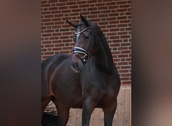 KWPN, Yegua, 4 años, 168 cm, Castaño oscuro