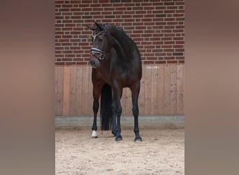 KWPN, Yegua, 4 años, 168 cm, Castaño oscuro