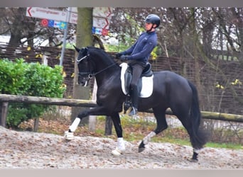 KWPN, Yegua, 4 años, 168 cm, Negro