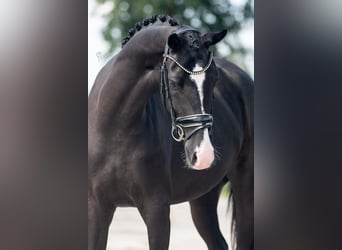 KWPN, Yegua, 4 años, 168 cm, Negro