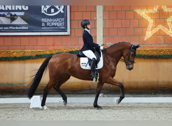 KWPN, Yegua, 4 años, 169 cm, Castaño