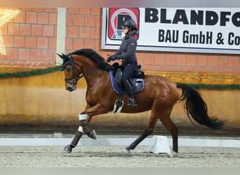 KWPN, Yegua, 4 años, 169 cm, Castaño