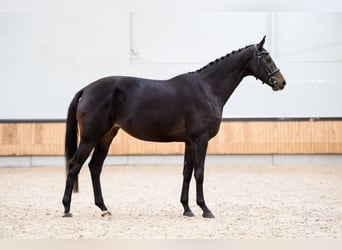 KWPN, Yegua, 4 años, 169 cm, Castaño