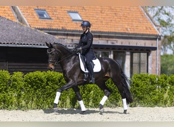 KWPN, Yegua, 4 años, 169 cm, Castaño oscuro