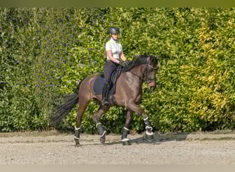 KWPN, Yegua, 4 años, 169 cm, Castaño oscuro