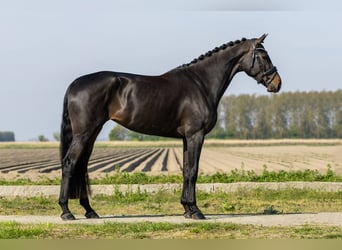 KWPN, Yegua, 4 años, 169 cm, Castaño oscuro