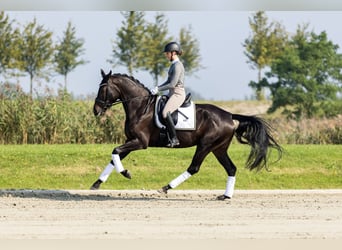 KWPN, Yegua, 4 años, 169 cm, Castaño oscuro