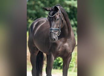 KWPN, Yegua, 4 años, 169 cm, Negro