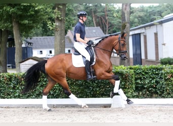 KWPN, Yegua, 4 años, 170 cm, Castaño