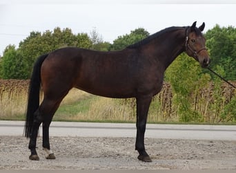 KWPN, Yegua, 4 años, 170 cm, Castaño oscuro