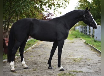 KWPN, Yegua, 4 años, 170 cm, Negro