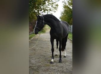 KWPN, Yegua, 4 años, 170 cm, Negro