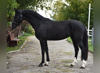 KWPN, Yegua, 4 años, 170 cm, Negro
