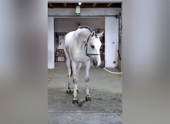 KWPN, Yegua, 4 años, 170 cm, White/Blanco