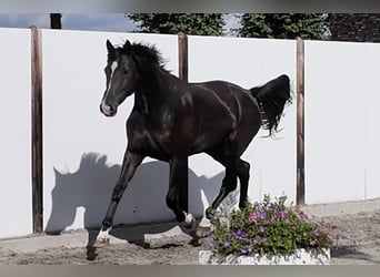 KWPN, Yegua, 4 años, 171 cm
