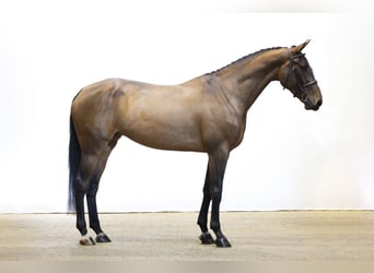 KWPN, Yegua, 4 años, 172 cm, Castaño