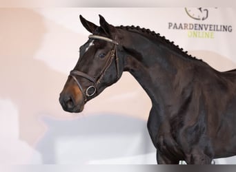 KWPN, Yegua, 4 años, 172 cm, Castaño oscuro