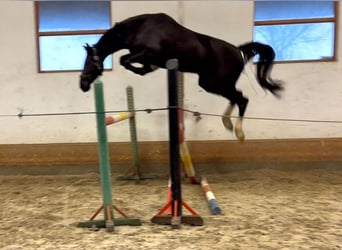 KWPN, Yegua, 4 años, 172 cm, Negro