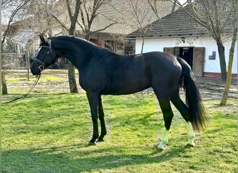 KWPN, Yegua, 4 años, 172 cm, Negro
