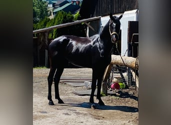 KWPN, Yegua, 4 años, 173 cm, Morcillo