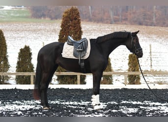 KWPN, Yegua, 4 años, 173 cm, Morcillo
