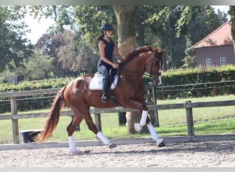 KWPN, Yegua, 4 años, 175 cm, Alazán-tostado