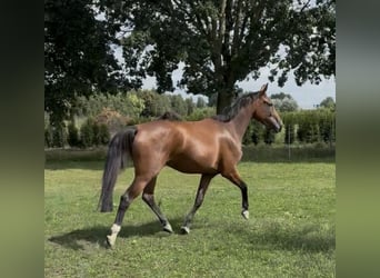 KWPN, Yegua, 4 años, 175 cm, Castaño