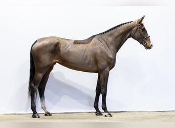 KWPN, Yegua, 4 años, 176 cm