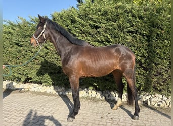 KWPN, Yegua, 4 años