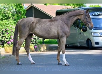 KWPN, Yegua, 4 años