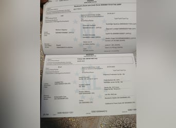 KWPN, Yegua, 5 años, 147 cm, Castaño