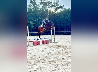 KWPN, Yegua, 5 años, 158 cm, Castaño