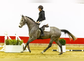 KWPN, Yegua, 5 años, 162 cm, Tordo rodado