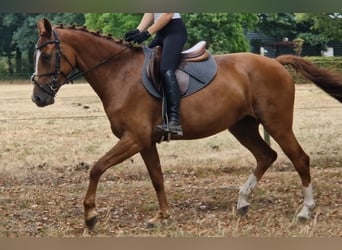 KWPN, Yegua, 5 años, 163 cm, Alazán