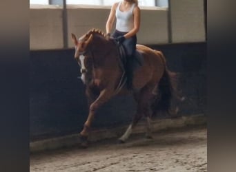 KWPN, Yegua, 5 años, 163 cm, Alazán