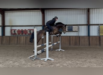 KWPN, Yegua, 5 años, 164 cm, Castaño