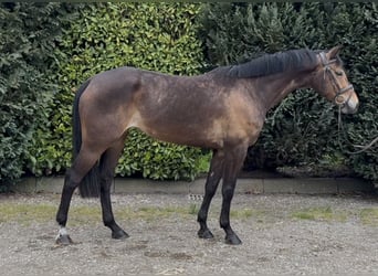 KWPN, Yegua, 5 años, 164 cm, Castaño