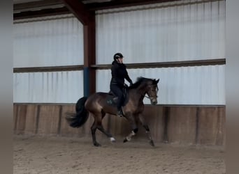 KWPN, Yegua, 5 años, 164 cm, Castaño