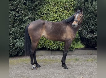 KWPN, Yegua, 5 años, 164 cm, Castaño