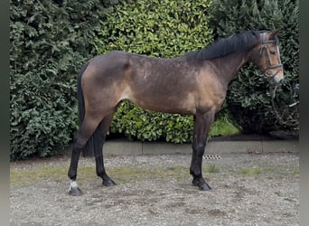 KWPN, Yegua, 5 años, 164 cm, Castaño
