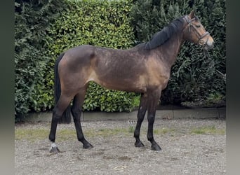 KWPN, Yegua, 5 años, 164 cm, Castaño