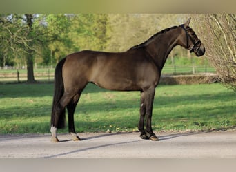 KWPN, Yegua, 5 años, 164 cm, Castaño oscuro
