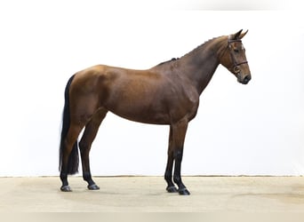 KWPN, Yegua, 5 años, 166 cm, Castaño